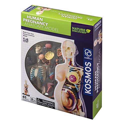 Thames & Kosmos , 260840, Human Pregnancy Anatomy Model, Learn About Human Pregnancy, 30+ Parts with Stand, Ages 8+ von Thames & Kosmos