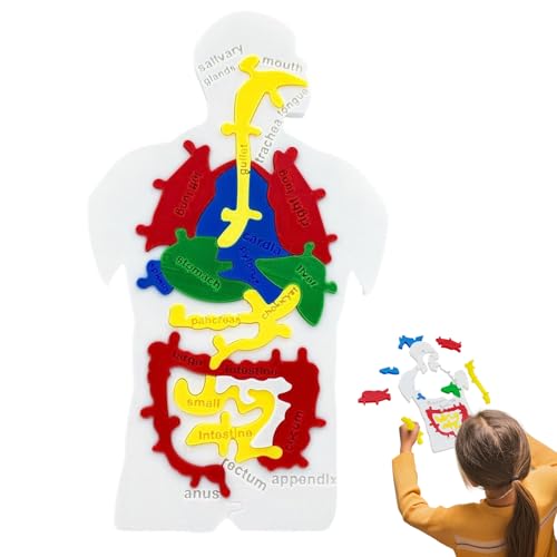 Kustimantu Anatomie Modell | Menschliches Verdauungssystem Puzzlemodell,Lernspielzeug Zur Hand-Auge-Koordination Für Kinder Jugendliche Lehrer Schüler Kustimantu Anatomie Modell | Menschliches Verdauungssystem Puzzlemodell,Lernspielzeug Zur Hand-Auge-Koordination Für Kinder Jugendliche Lehrer Schüler von Kustimantu