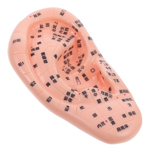 Akupunktur Ohr Modell Präzises Reflexologie Lernmodell für Tcm für Massage Akupunkturtraining Wellness Einrichtungen von LAPYAPPE