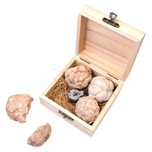 LAPYAPPE 1 Schachtel Bergbau-Sets für gem dig kit gemstone dig kit Edelstein-Kit Edelstein Entdeckung Geoden-Kit Edelstein-Ausgrabungsset Rock-Kit Bergbau-Kit Kristallachaterz LAPYAPPE 1 Schachtel Bergbau-Sets für gem dig kit gemstone dig kit Edelstein-Kit Edelstein Entdeckung Geoden-Kit Edelstein-Ausgrabungsset Rock-Kit Bergbau-Kit Kristallachaterz von LAPYAPPE