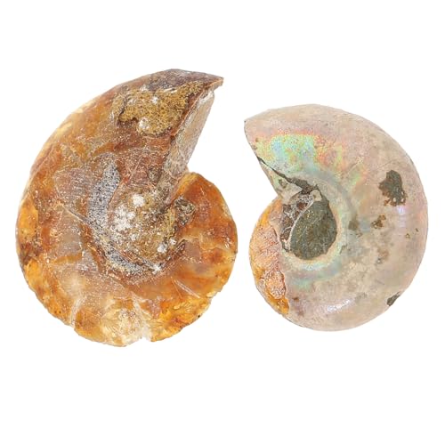 LAPYAPPE 2 Stück Kreative Fossilien Deko Prähistorische Lehrmaterialien für Schüler Große Fossilien Opp Verpackung für Sammler und Deko von LAPYAPPE