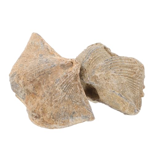 LAPYAPPE 2 Stück fossiles Exemplar naturstein fossilien Sammlerstück paläontologie bildung Dekoration Spirife Lehre Geologie geologisch groß Epifaunal Wohnkultur Modelle Schmuck Lehrangebot LAPYAPPE 2 Stück fossiles Exemplar naturstein fossilien Sammlerstück paläontologie bildung Dekoration Spirife Lehre Geologie geologisch groß Epifaunal Wohnkultur Modelle Schmuck Lehrangebot von LAPYAPPE