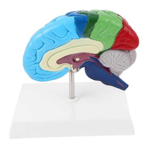 LAPYAPPE Gehirnmodell Anatomisches Lehrmodell Medizinisches Modell Der Menschlichen Anatomie Anatomisches 3d-modell Des Menschlichen Gehirns Science Decor Gehirnstütze Anatomiemodell Pvc LAPYAPPE Gehirnmodell Anatomisches Lehrmodell Medizinisches Modell Der Menschlichen Anatomie Anatomisches 3d-modell Des Menschlichen Gehirns Science Decor Gehirnstütze Anatomiemodell Pvc von LAPYAPPE