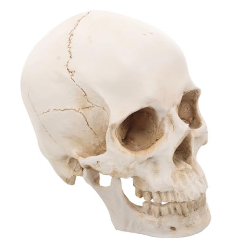 LAPYAPPE Medizinisches Schädelmodell Aus Abnehmbares Menschliches Lernschädelmodell Für Bildung Realistisches Anatomisches Modell Mit Einzigartigem Design LAPYAPPE Medizinisches Schädelmodell Aus Abnehmbares Menschliches Lernschädelmodell Für Bildung Realistisches Anatomisches Modell Mit Einzigartigem Design von LAPYAPPE