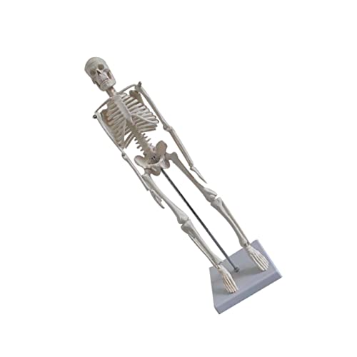 LAPYAPPE Medizinisches Skelettmodell Anatomisches Modell Aus Hochwertigem Für Medizinische Ausbildung Yoga Leicht Langlebig Einfach Zu Reinigen LAPYAPPE Medizinisches Skelettmodell Anatomisches Modell Aus Hochwertigem Für Medizinische Ausbildung Yoga Leicht Langlebig Einfach Zu Reinigen von LAPYAPPE