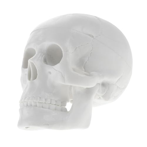 LAPYAPPE Modell Skelett Halloween Dekoration Kopf Die Totenkopfknochen Party Kleiner Dekoration Für Den Innenbereich Winzige Anatomische Goth Anatomie Mini von LAPYAPPE