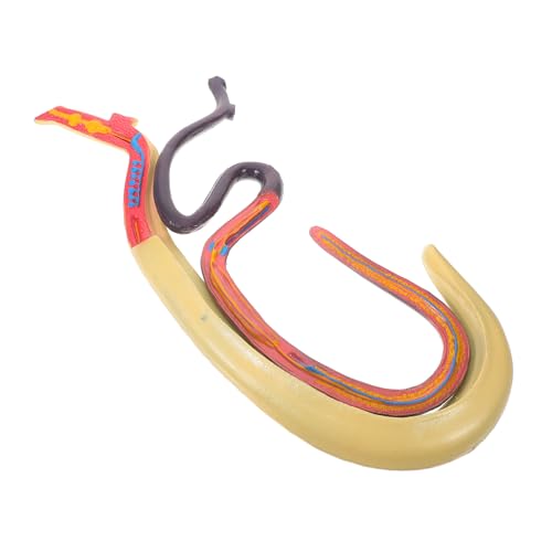 LAPYAPPE Schistosomie Model Teaching Aid Kognitives Tieranatomiemodell Tierische Kognitive Stütze Wissenschaftsbedarf Tieranatomisches Modell Kognitives Modell Plastik LAPYAPPE Schistosomie Model Teaching Aid Kognitives Tieranatomiemodell Tierische Kognitive Stütze Wissenschaftsbedarf Tieranatomisches Modell Kognitives Modell Plastik von LAPYAPPE