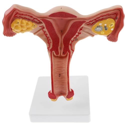 1:1 Menschliches weibliches Uterus-Ovarial-Eileitermodell, Modell des Fortpflanzungsorgans, medizinische Lehrmittel 1:1 Menschliches weibliches Uterus-Ovarial-Eileitermodell, Modell des Fortpflanzungsorgans, medizinische Lehrmittel von LAdrfT