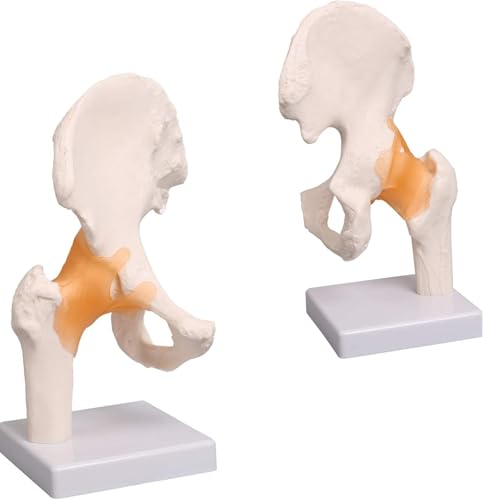 Hüftgelenksmodellbecken, 1: 1 Hochwertiges medizinisches Skelett anatomische Modell von LAdrfT
