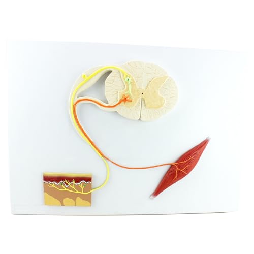 Human Medical Nerven Reflex ARC-Modell und zentrales Nervenleitungsleitungspsycho-Neural-Modell für das Lernen des Wissenschaftszimmers im Klassenzimmer Studie Human Medical Nerven Reflex ARC-Modell und zentrales Nervenleitungsleitungspsycho-Neural-Modell für das Lernen des Wissenschaftszimmers im Klassenzimmer Studie von LAdrfT