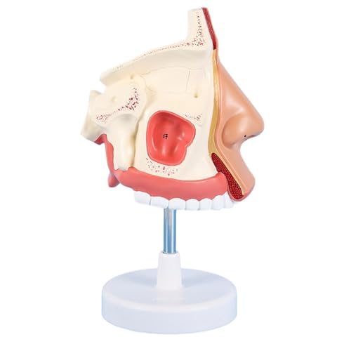Menschliches medizinisches Nasenhöhlenmodell, lebensgroßes Anatomie-Ohr-, Nasen- und Rachenatmungsmodell für Lehrgeräte Menschliches medizinisches Nasenhöhlenmodell, lebensgroßes Anatomie-Ohr-, Nasen- und Rachenatmungsmodell für Lehrgeräte von LAdrfT