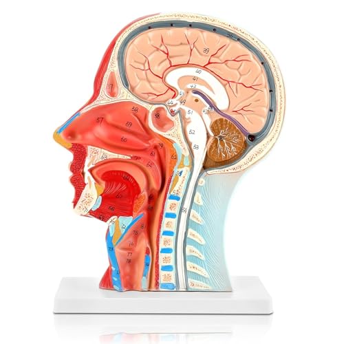 Menschliches neurovaskuläres Modell mit halbem Kopf und Muskulatur, lebensgroßes Gesicht Anatomie Medizinisches Modell, Lern-Education-Display-Tool Menschliches neurovaskuläres Modell mit halbem Kopf und Muskulatur, lebensgroßes Gesicht Anatomie Medizinisches Modell, Lern-Education-Display-Tool von LAdrfT