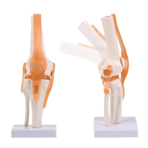 Modell des menschlichen Kniegelenks, flexibles Knie -Skelettanatomie Modell Medizinisches Lehrwerkzeug Bildungsausrüstung Modell des menschlichen Kniegelenks, flexibles Knie -Skelettanatomie Modell Medizinisches Lehrwerkzeug Bildungsausrüstung von LAdrfT