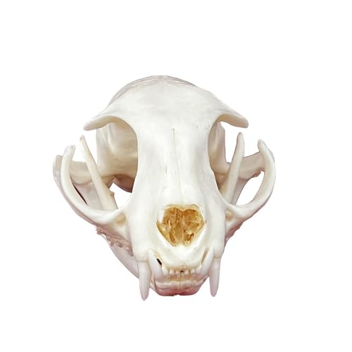 Taxidermie-Tierschädel, echte Knochenproben, Taxidermie-Zubehör for den naturwissenschaftlichen Unterricht, besonderes Geschenk(Cat Skull) von LAdrfT