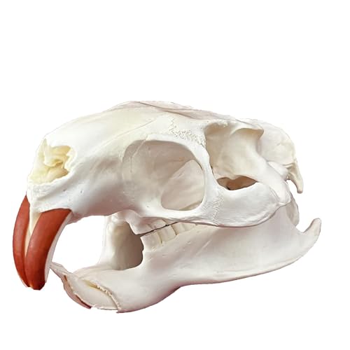 Taxidermie-Tierschädel, echte Knochenproben, Taxidermie-Zubehör for den naturwissenschaftlichen Unterricht, besonderes Geschenk(Coypu Skull) von LAdrfT