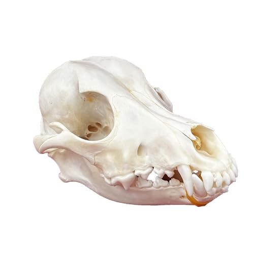 Taxidermie-Tierschädel, echte Knochenproben, Taxidermie-Zubehör for den naturwissenschaftlichen Unterricht, besonderes Geschenk(Dog Skull) von LAdrfT