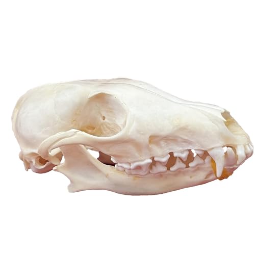 Taxidermie-Tierschädel, echte Knochenproben, Taxidermie-Zubehör for den naturwissenschaftlichen Unterricht, besonderes Geschenk(Fox Skull) von LAdrfT