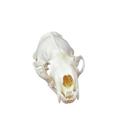 Taxidermie-Tierschädel, echte Knochenproben, Taxidermie-Zubehör for den naturwissenschaftlichen Unterricht, besonderes Geschenk(Mink Skull) von LAdrfT