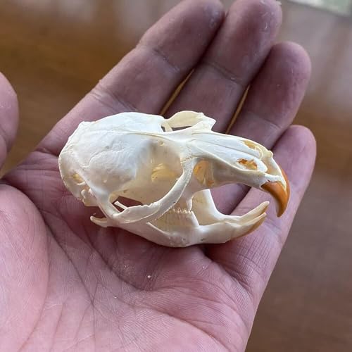 Taxidermie-Tierschädel, echte Knochenproben, Taxidermie-Zubehör for den naturwissenschaftlichen Unterricht, besonderes Geschenk(Musk Rat Skull) von LAdrfT
