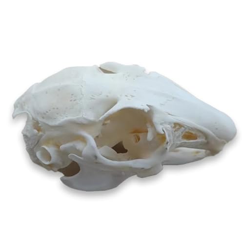 Taxidermie-Tierschädel, echte Knochenproben, Taxidermie-Zubehör for den naturwissenschaftlichen Unterricht, besonderes Geschenk(Rabbit Skull) von LAdrfT
