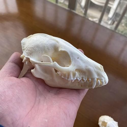 Taxidermie-Tierschädel, echte Knochenproben, Taxidermie-Zubehör for den naturwissenschaftlichen Unterricht, besonderes Geschenk(Raccoon Dog Skull) von LAdrfT