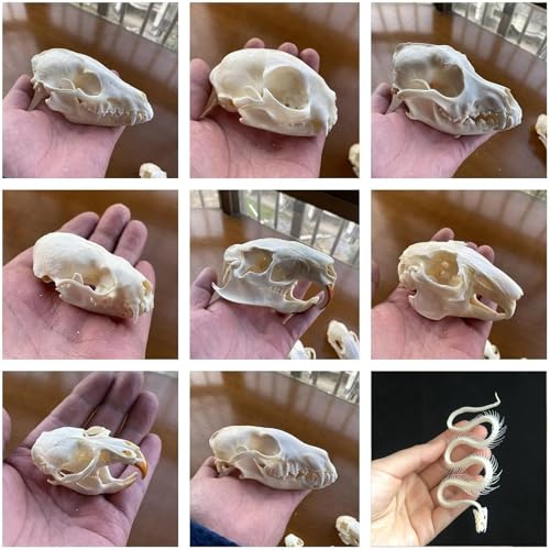 Taxidermie-Tierschädel, echte Knochenproben, Taxidermie-Zubehör for den naturwissenschaftlichen Unterricht, besonderes Geschenk(Set of 9) von LAdrfT