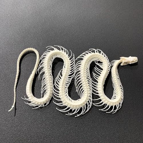 Taxidermie-Tierschädel, echte Knochenproben, Taxidermie-Zubehör for den naturwissenschaftlichen Unterricht, besonderes Geschenk(Snake Skeleton) von LAdrfT