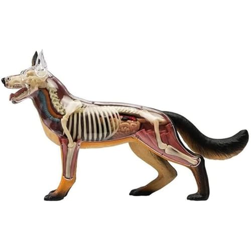 Wolf Dog Skeletton Anatomy Assembly Model, Tierbiologie abnehmbarer Organ Körper 29 Teile, Wissenschaftsbildungsmodelle School Veterinärmodelle Wolf Dog Skeletton Anatomy Assembly Model, Tierbiologie abnehmbarer Organ Körper 29 Teile, Wissenschaftsbildungsmodelle School Veterinärmodelle von LAdrfT