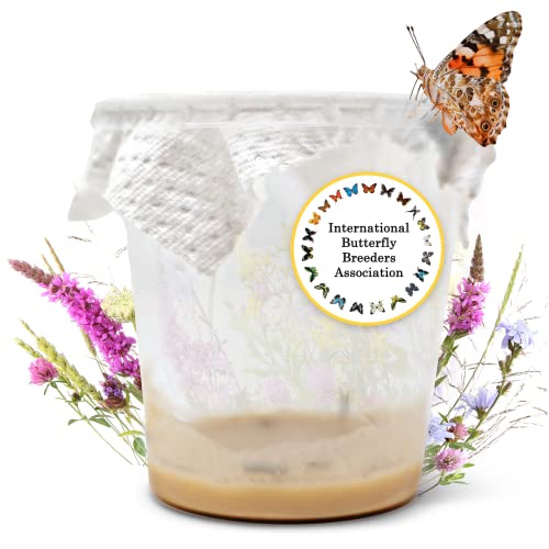 LEPITERRA® Raupenbecher - Raupen-Nachfüllset - 1 Raupenbecher (5-7 Raupen) | Ideale Ergänzung zum Schmetterlingshabitat | Schmetterlinge züchten [Erfolgsgarantie] | Heimische Distelfalter von LEPITERRA