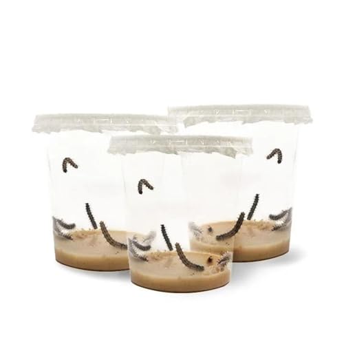 LEPITERRA® Raupenbecher - Raupen-Nachfüllset - 3 Raupenbecher (Je 5-7 Raupen) | Ideale Ergänzung zum Schmetterlingshabitat | Schmetterlinge züchten [Erfolgsgarantie] | Heimische Distelfalter von LEPITERRA