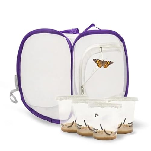 Schmetterlingszucht-Set für Kinder/Erwachsene | Ideal für zuhause | Heimische Schmetterling züchten mit [Erfolgsgarantie] | GRATIS E-Book und Lernmaterialien | Raupenzucht klein ab 3 Jahren - 4 Becher von LEPITERRA