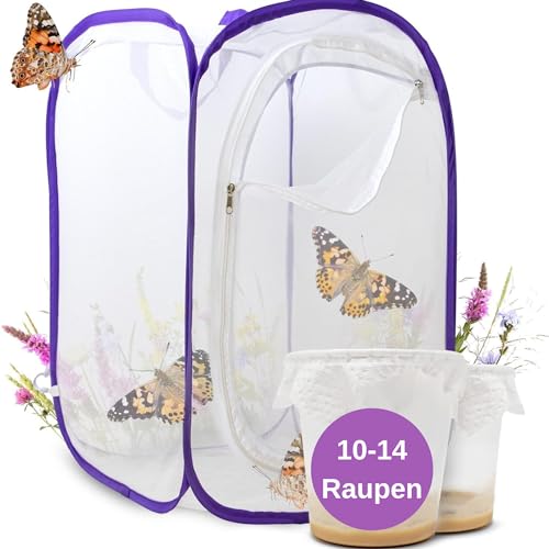 Schmetterlingszucht-Set für Kinder / Erwachsene | Schmetterlinge züchten [Erfolgsgarantie] | Heimische Schmetterlinge | GRATIS E-Book + Lernmaterialien | Zuhause Raupen züchten ab 3 Jahren - 2 Becher von LEPITERRA