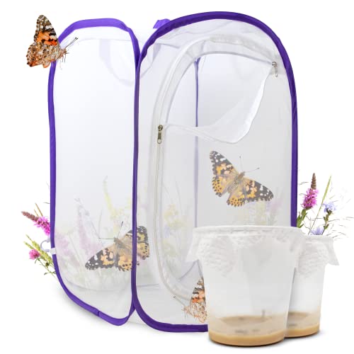 Schmetterlingszucht-Set für Kinder | 10-14 Raupen + großem Habitat (40x40x60 cm) | GRATIS E-Book + Lernmaterialien | Zuhause Raupen züchten ab 3 Jahren | Heimische Distelfalter Schmetterlinge züchten von LEPITERRA