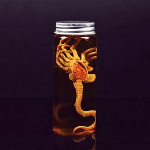 LFWDOCN 1/6 Scale Action Figures Predator Alien Facehugger Model & Glass Tank Fit for 12 Inch Scene Props Action Figures Accessories (NO: FG032: Facehugger) von LFWDOCN