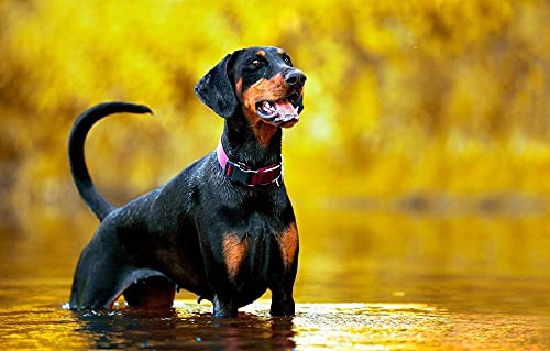 LHJOY 1000 Puzzle Erwachsene Natürlicher Dobermann von LHJOY