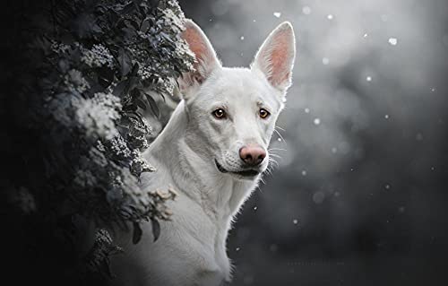 LHJOY Puzzel ab mädchen 3D Puzzle 1000 Teile Hund weißer Schweizer schäferhund von LHJOY