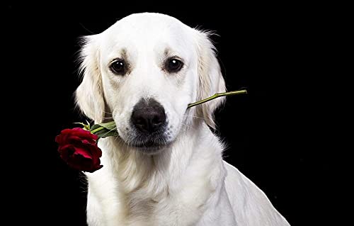LHJOY Puzzle 3D 500 Teile Flower Rose Hund Golden Retriever von LHJOY