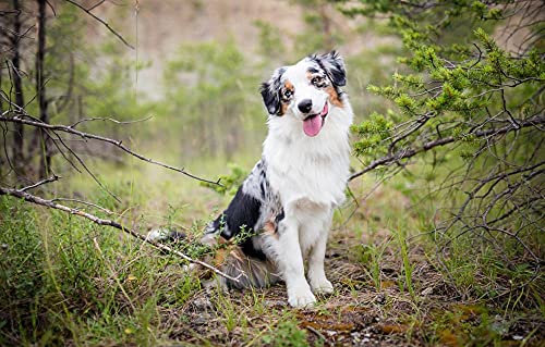 LHJOY Puzzle Kids Puzzle 1000 Teile Naturhund Australian Shepherd LHJOY Puzzle Kids Puzzle 1000 Teile Naturhund Australian Shepherd von LHJOY