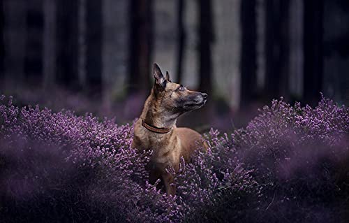 LHJOY Puzzle Natur 1000 Teile Hund Belgischer Schäferhund Malinois von LHJOY