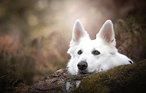 LHJOY Puzzle mädchen Puzzle 500 Teile Hund weißer Schweizer schäferhund von LHJOY