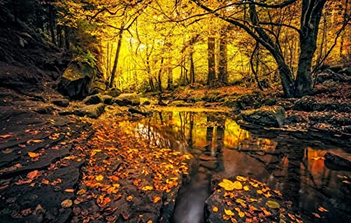 LHJOYSP schweres Puzzle 1000 Teile,natürliche Schönheit,Wald,75x50cm LHJOYSP schweres Puzzle 1000 Teile,natürliche Schönheit,Wald,75x50cm von DZGlobal