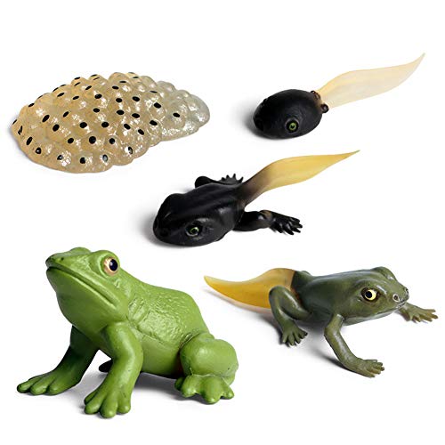 LICHENGTAI 4 Stück Lebenszyklus Zahlen von Frosch Biologie Wissenschaft Modell Spielzeug Pädagogische Figuren Evolution Spielzeug Wachstum Stadium Modell für Kinder von LICHENGTAI