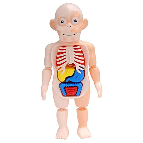 LICHENGTAI Menschlicher Körper Organ Puppe, Menschliches Torso-Modell, Anatomie Lernpuppe Physiologisches Pädagogisches Kognitives Spielzeug Vorschullehrmittel für Baby Jungen Mädchen LICHENGTAI Menschlicher Körper Organ Puppe, Menschliches Torso-Modell, Anatomie Lernpuppe Physiologisches Pädagogisches Kognitives Spielzeug Vorschullehrmittel für Baby Jungen Mädchen von LICHENGTAI