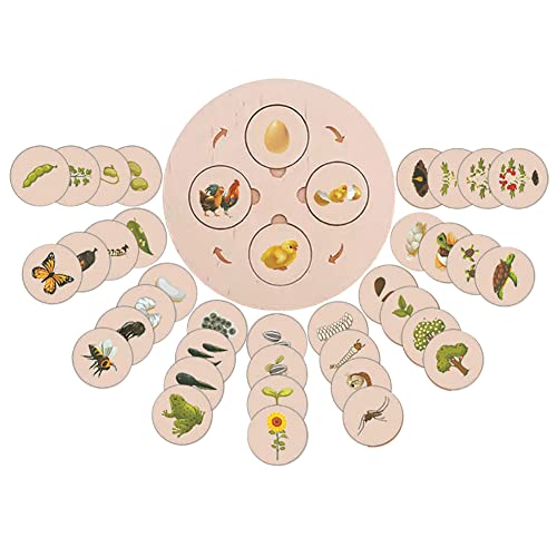 LICHENGTAI Montessori Holzspielzeug Lebenszyklus Brett, pädagogisches Life Cycle Tablett Spielzeug, Lernen von Lerntieren für Kinder im Vorschulalter, rühes Lernen Spielzeug Schulprojekt für Kinder LICHENGTAI Montessori Holzspielzeug Lebenszyklus Brett, pädagogisches Life Cycle Tablett Spielzeug, Lernen von Lerntieren für Kinder im Vorschulalter, rühes Lernen Spielzeug Schulprojekt für Kinder von LICHENGTAI