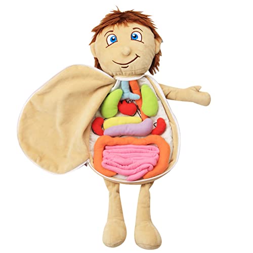 LICHENGTAI Modell Anatomie Puppe, Menschlicher Körper Organ Puppe, Kinder Stoffpuppe Lernspielzeug Anatomie Lernpuppe Physiologisches Pädagogisches Kognitives Spielzeug für Baby Jungen Mädchen von LICHENGTAI