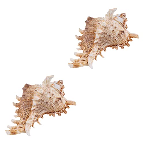 LIFKICH 2pcs Conch Shell Aquarium Ornamente Fischtankdekorationen Naturalschalenhandwerk LIFKICH 2pcs Conch Shell Aquarium Ornamente Fischtankdekorationen Naturalschalenhandwerk von LIFKICH