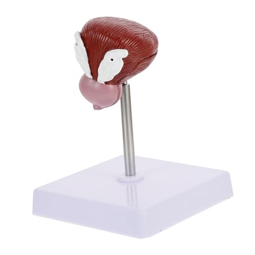 LIFKOME 1Stück Anatomisches Blasenmodell für Biologieunterricht Realistisches Teilige Strukturmodell Menschlichen Blase für Klassenzimmer Medizinische LIFKOME 1Stück Anatomisches Blasenmodell für Biologieunterricht Realistisches Teilige Strukturmodell Menschlichen Blase für Klassenzimmer Medizinische von LIFKOME