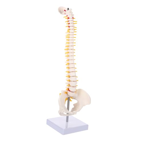 LIFKOME 1Stück Teiliges Menschliches Wirbelsäulenmodell aus Anatomisches Modell für Medizinische Ausbildung Flexible Wirbelsäule mit Bandscheiben Wirbel LIFKOME 1Stück Teiliges Menschliches Wirbelsäulenmodell aus Anatomisches Modell für Medizinische Ausbildung Flexible Wirbelsäule mit Bandscheiben Wirbel von LIFKOME