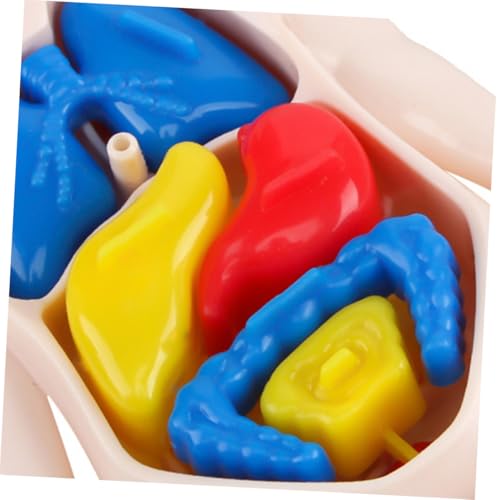 LIFKOME Anatomie Puzzle Menschliches Organe Modell Pädagogisches Lernspielzeug für Fördert Hand Auge koordination Kognitive Entwicklung Unterrichtshilfsmittel für Vorschule und Bildung von LIFKOME