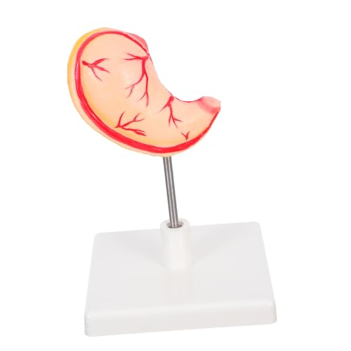 LIFKOME Anatomisches Lehr modell Magenanatomie Lehrmittel für den Magen Magensektionsmodell Magenstrukturmodell Magen 3D -Modell Anatomiemodell des menschlichen Körpers Magenlernmodell PVC von LIFKOME